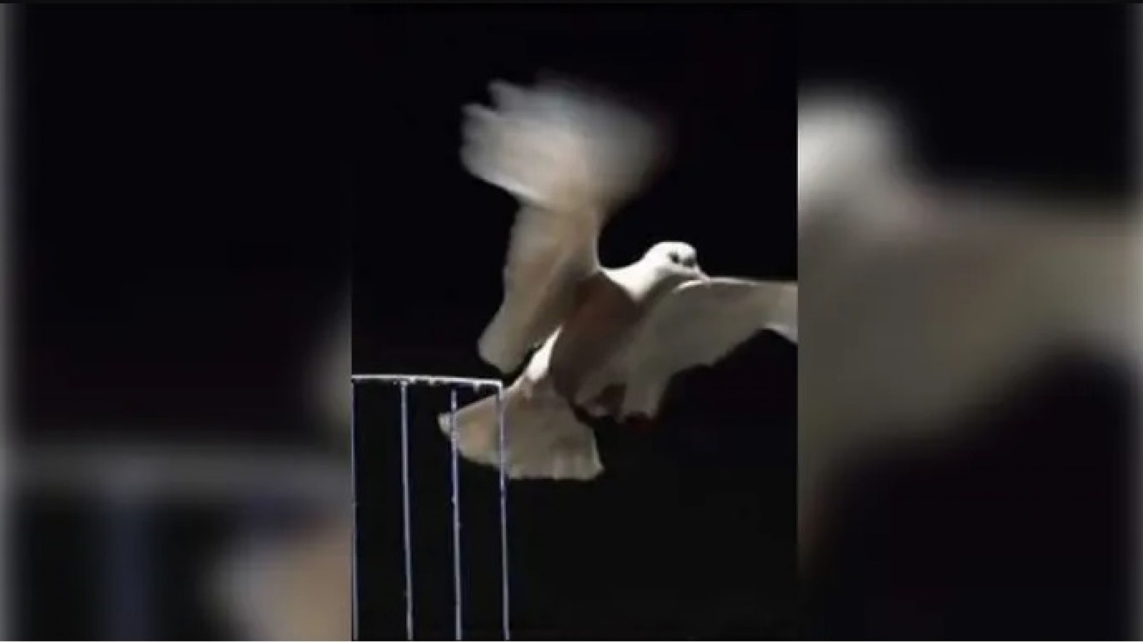 Descubren que las palomas resuelven problemas de una forma similar a la inteligencia artificial